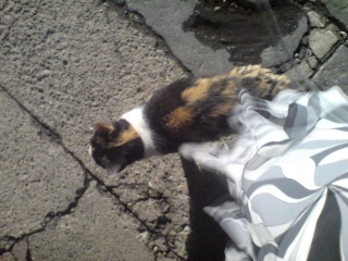 �}�}�[�N���[�j���O���������